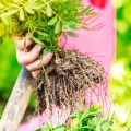 The History and Evolution of the British Cottage Garden Style