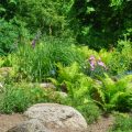 Integrating Bulbs for Successional Colour in British Gardens