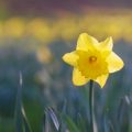 Planning and Planting Daffodils: A Classic British Springtime Tradition