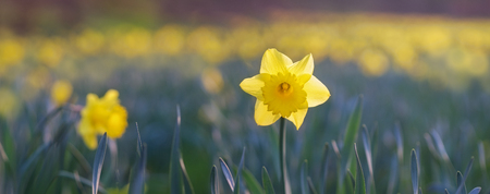 Planning and Planting Daffodils: A Classic British Springtime Tradition