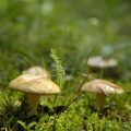 Dealing with Slugs and Snails: Effective and Eco-Friendly Control Methods for British Gardens