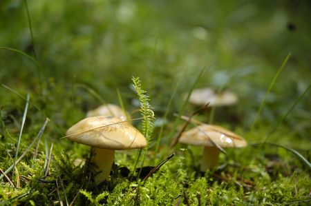 Dealing with Slugs and Snails: Effective and Eco-Friendly Control Methods for British Gardens