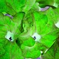Dealing with Cabbage White Caterpillars: DIY Sprays and Protective Strategies for Brassicas