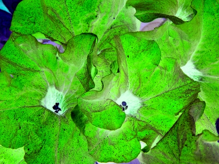 Dealing with Cabbage White Caterpillars: DIY Sprays and Protective Strategies for Brassicas