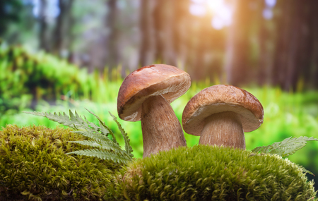 The Impact of Damp British Weather on Garden Fungi: Risks, Responses, and Remedies
