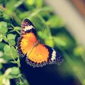 Practical Tips for Wildlife- and Pollinator-Friendly Pest Control in the UK