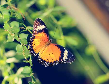 Practical Tips for Wildlife- and Pollinator-Friendly Pest Control in the UK