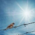 Garden Birds Through the Year: What Changes and How to Adapt Your Feeding and Housing Strategies
