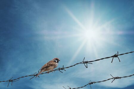 Garden Birds Through the Year: What Changes and How to Adapt Your Feeding and Housing Strategies