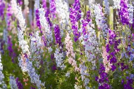 Best Perennials for the British Climate: Selection and Care Tips
