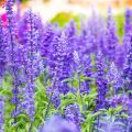 Native British Plants: The Ultimate List for Successful Garden Rewilding