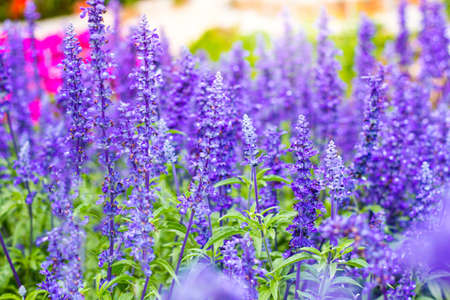 Native British Plants: The Ultimate List for Successful Garden Rewilding
