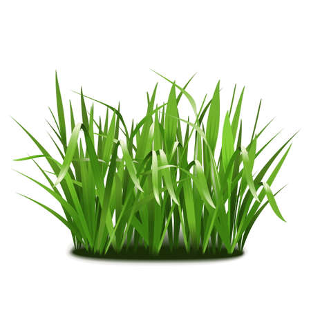 Rotary Mowers: Versatility for Everyday Lawns