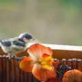 The Legal and Ethical Aspects of Feeding and Housing Birds in the UK
