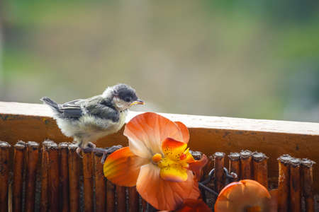 The Legal and Ethical Aspects of Feeding and Housing Birds in the UK