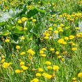 Naturalising Spring Bulbs in Lawns and Meadows: A British Guide