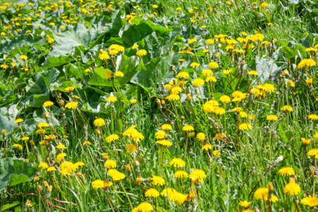 Naturalising Spring Bulbs in Lawns and Meadows: A British Guide