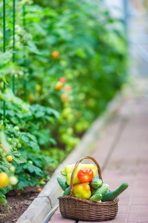 The Allotment on Your Doorstep: Planning a Mini Veg Patch