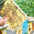 How to Choose a Reputable Pest Control Service in the UK: What Every Gardener Should Know