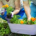 Essential Tips for Planning Your Winter Vegetable Patch in the UK