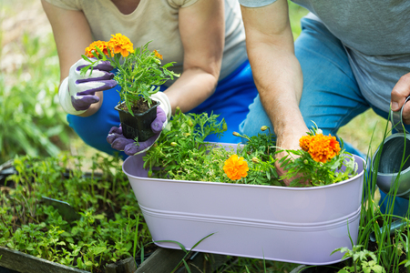 Essential Tips for Planning Your Winter Vegetable Patch in the UK