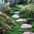 Native British Pond Plants to Attract Wildlife in Your Garden