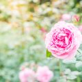 Cottage Garden Classics: Deadheading Techniques for Iconic English Blooms