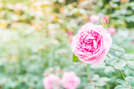 Cottage Garden Classics: Deadheading Techniques for Iconic English Blooms