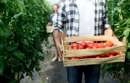 The Complete Guide to Garden Waste Management for the Sustainable British Gardener