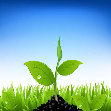 Seed Preparation and Pre-Treatment