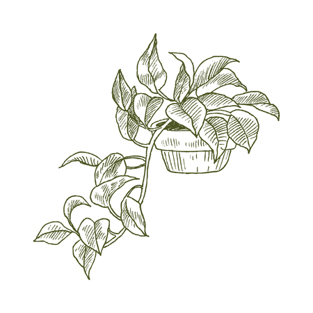 Incorporating Shrubs for Structure and Seasonal Interest