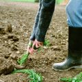 Composting on the Allotment: Best Practices for Organic Growers