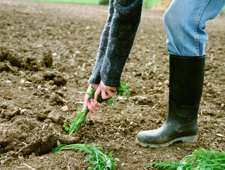 Composting on the Allotment: Best Practices for Organic Growers