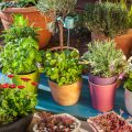 Troubleshooting Mould Outbreaks: Expert Advice for British Greenhouse Owners