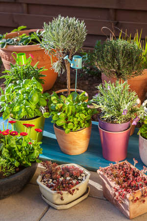 Troubleshooting Mould Outbreaks: Expert Advice for British Greenhouse Owners