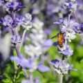 Wildlife Gardens and Pollinators: Balancing Deadheading with Biodiversity in the UK