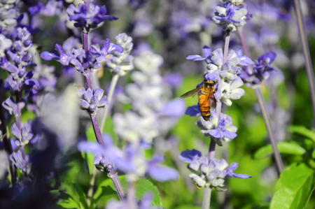 Wildlife Gardens and Pollinators: Balancing Deadheading with Biodiversity in the UK