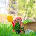 Pruning and Deadheading for Colour: Maximising Blooms in British Garden Design