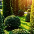 Adapting Garden Design to Minimise Fungal Diseases in Britain’s Climate