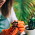 Future Innovations in Peat-Free Compost: What British Gardeners Can Expect Next