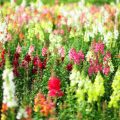 The Role of Wildflowers and Native Species in British Cottage Gardens
