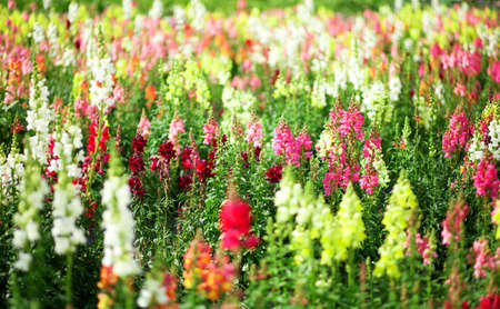 The Role of Wildflowers and Native Species in British Cottage Gardens