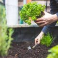 Traditions and Innovations: Comparing Historic and Modern British Garden Waste Practices