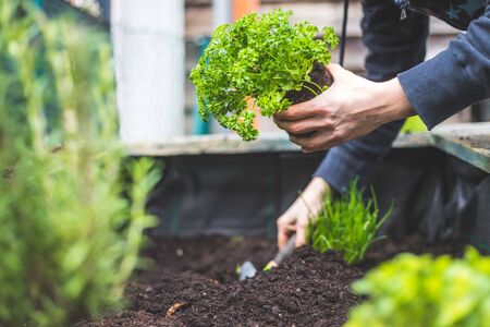 Traditions and Innovations: Comparing Historic and Modern British Garden Waste Practices