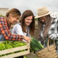 Designing the Perfect Small Allotment Shed: British Space Management Tricks