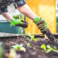 Horticultural Knives and Their Uses in the British Allotment