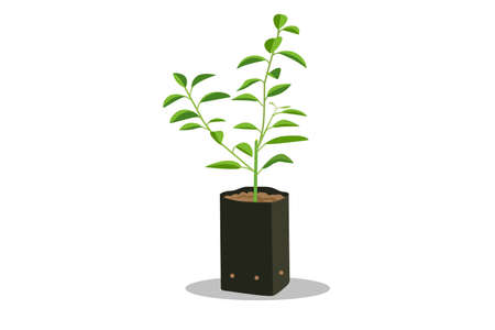 Vertical and Container Growing