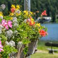 Growing Exotic Herbs in Containers for British Climates