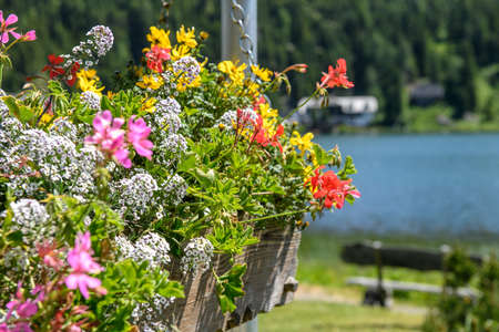 Growing Exotic Herbs in Containers for British Climates