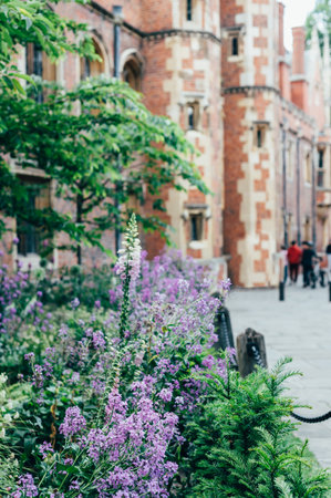 When Environmental and Health Risks Justify Calling Garden Professionals in the UK